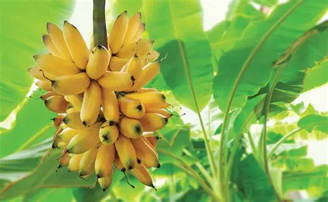 A Brief History of Bananas