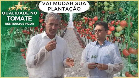 A Cruzamento de Tomateiros