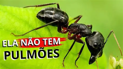 A Formiga como Substantivo Coletivo