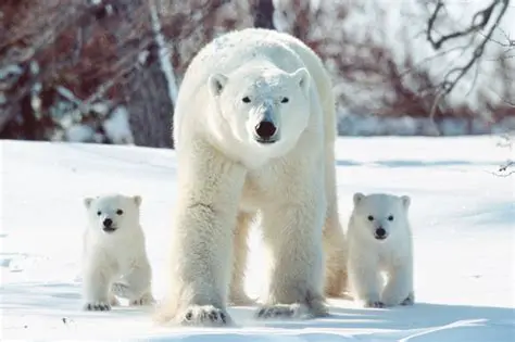 A Rare Occurrence in the Polar Bear World