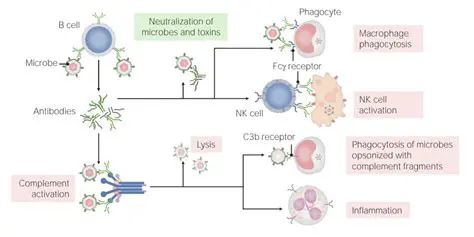 A Teoria da Imunidade Adaptativa