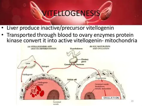 Ability to produce Vitellogenin