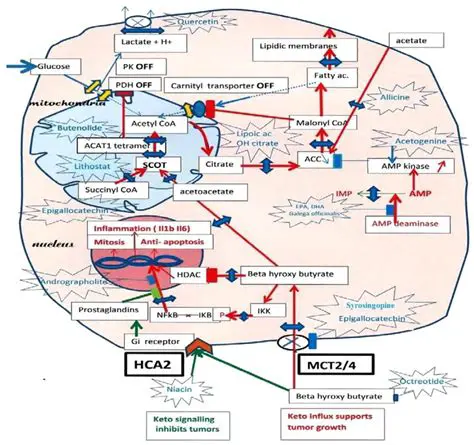 Acetogenin Mechanism of Action