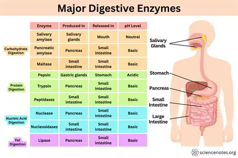 Activating digestive enzymes