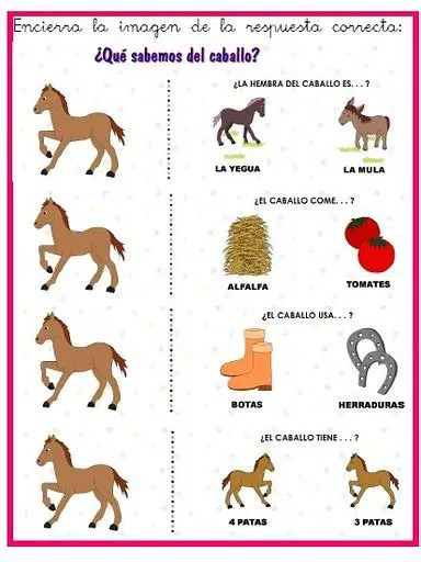 Actividades de los Caballos