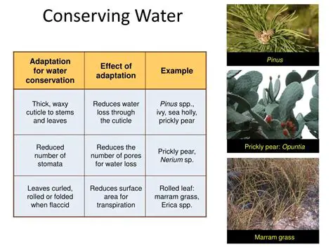 Adaptations for Water Conservation