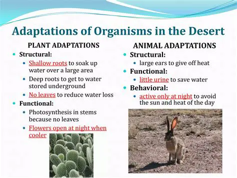 Adaptations in Desert Organisms