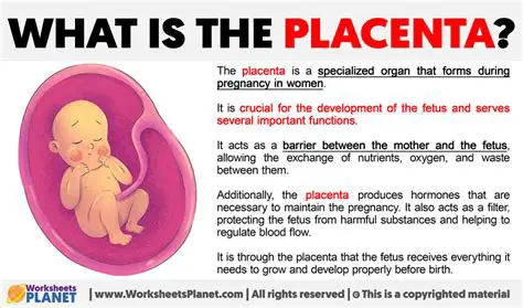 Additional Facts About the Placenta