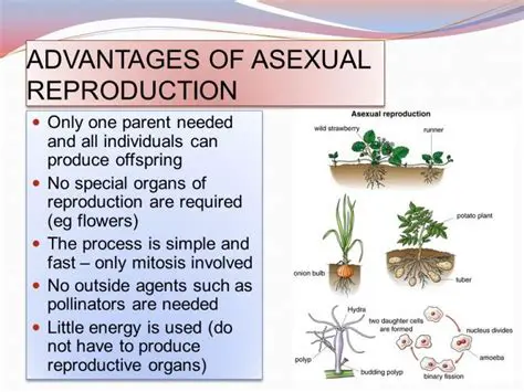 Advantages of Asexual Reproduction