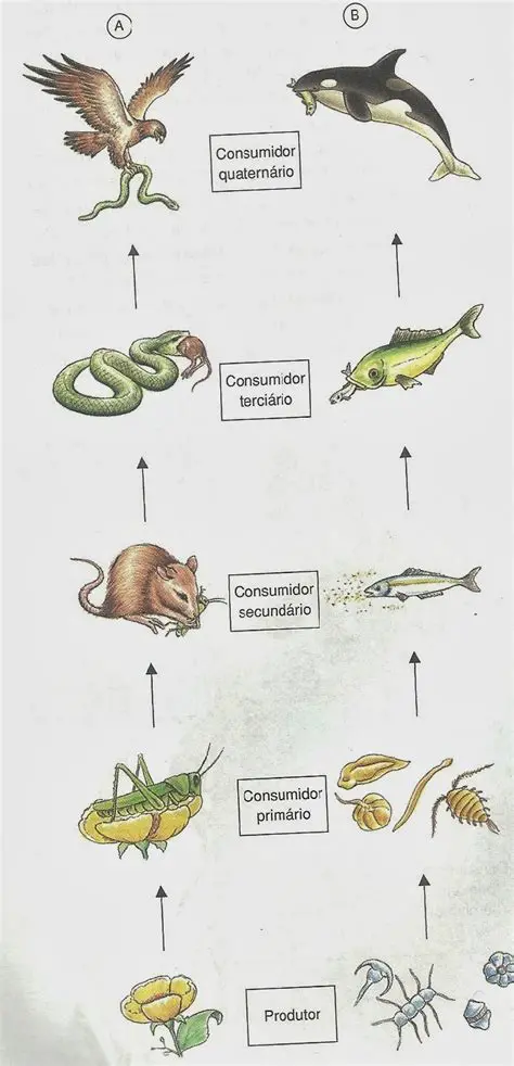 Alimento para Outros Animais