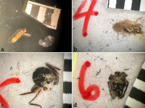 Allowable Limits of Insect Fragments