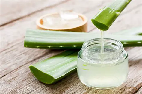 Aloe vera gel is prepared from fresh aloe vera leaves using the maceration method