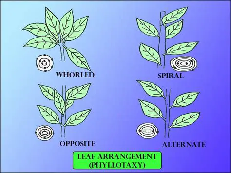 Alternate Leaf Arrangement