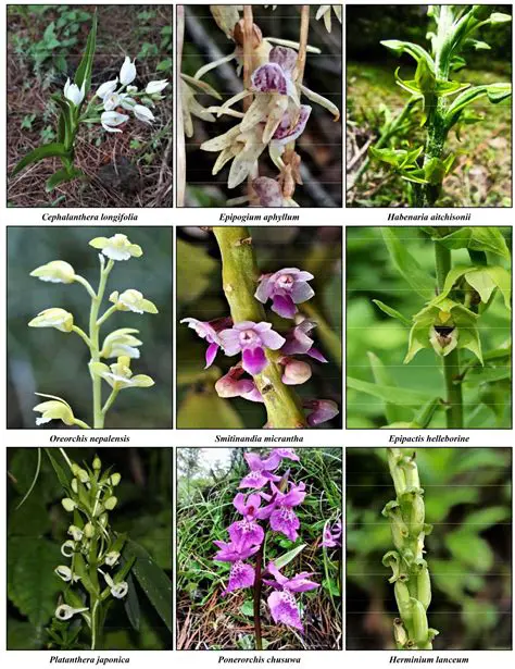 Analysis of Altitude and Diversity of Orchids