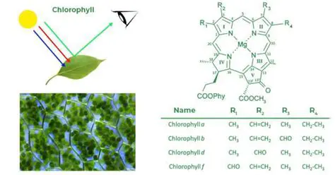 Analysis of Chlorophyll Content and Stomata Density