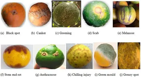 Analysis of Fruit Fruit Diseases in Salak Padangsidimpuan
