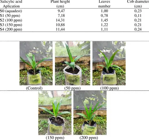 Analysis of the Growth of Oil Palm Seedlings