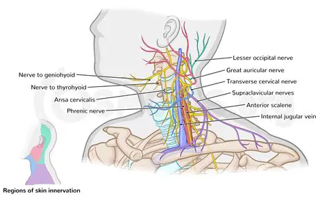 Anatomy of the Cervical Plexus