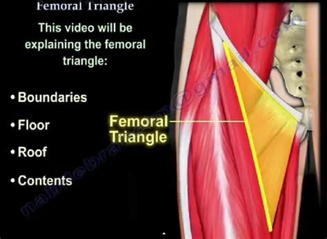 Anatomy of the Femoral Triangle