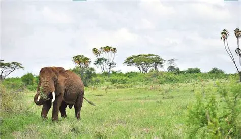 Ang Pagkawala ng Biodiversidad