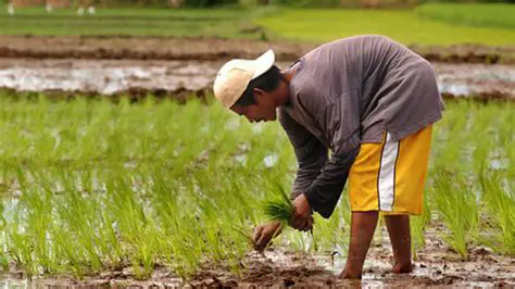Ang Pagpapalaya ng mga Magsasaka