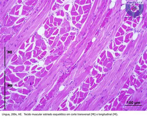 Armazenagem de calor no tecido muscular