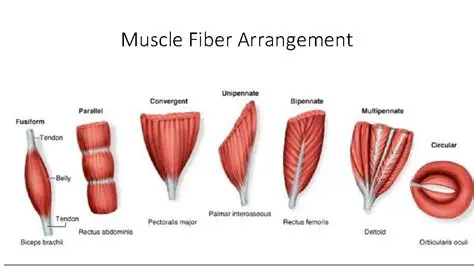 Arrangement of Muscle Fibers