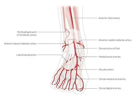 Arterial Supply to the Foot
