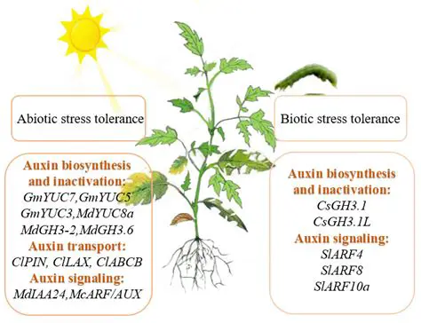 Ascorbic Acid and Its Role in Plant Stress Tolerance