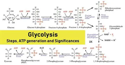 ATP Production in Glycolysis