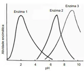 Aumento da atividade de enzimas