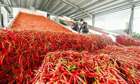 Background of Red Chili Processing