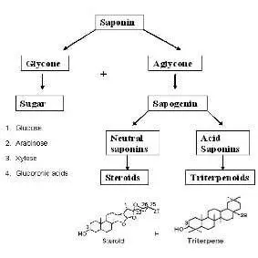 Background of Saponin Compounds