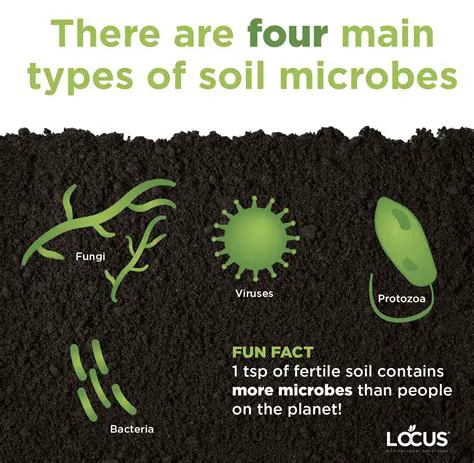 Bacteria that live in soil