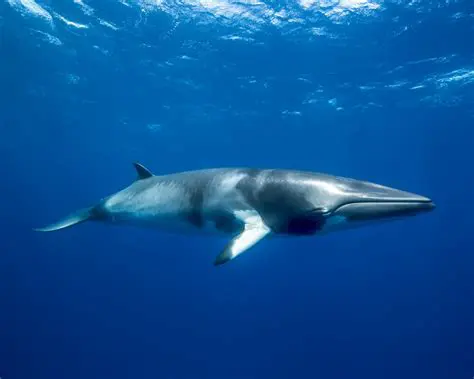 Balaenoptera acutorostrata