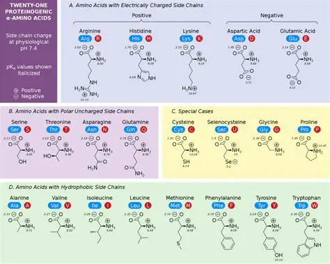 Balanced Amino Acid Pattern