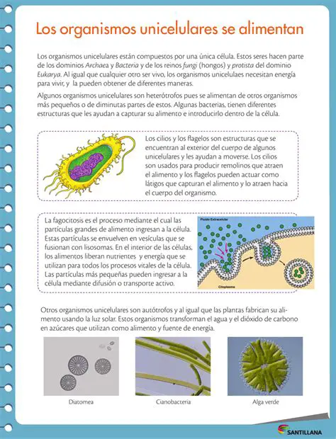 Beneficios de los Organismos Unicelulares