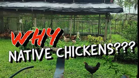 Benefits for Native Chicken Breeders