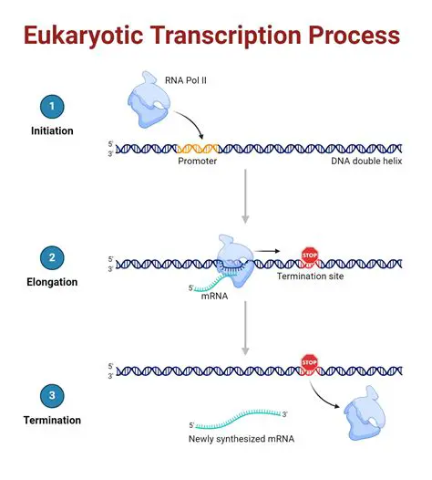 Benefits of CV Transcription and Processing
