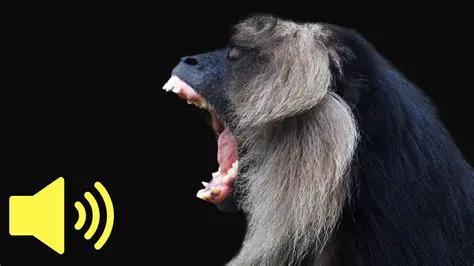 Benefits of Using the DS Monkey Audio Filter