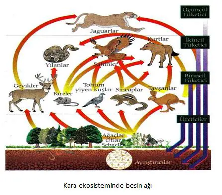 Besin Zincirleri ve Ekosistemler