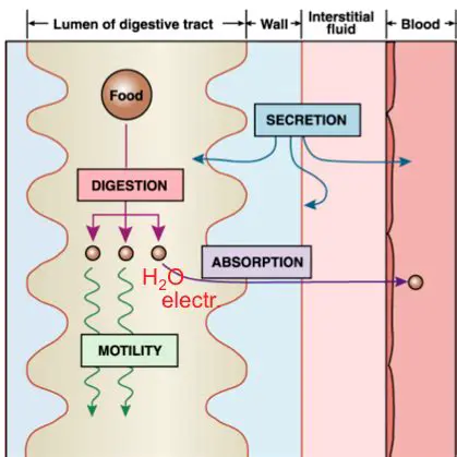 Better Water and Electrolyte Absorption