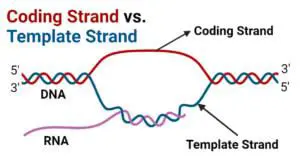 Binding of the template strand