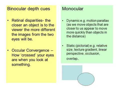 Binocular Cues and Contours