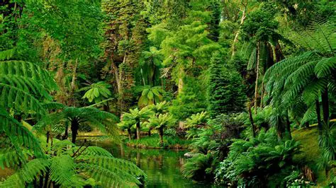 Bioma da Floresta Tropical