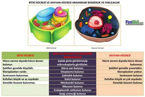 Biyolojik Sistemler ve Matematiksel Modeller