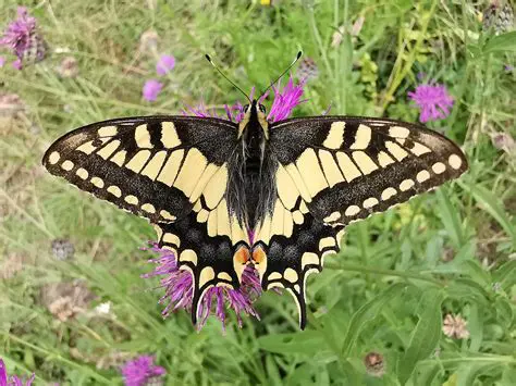 Borboleta Rabo de Andorinha