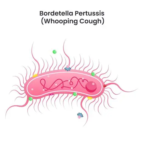 Bordetella pertussis is a member of the Proteobacteria phylum