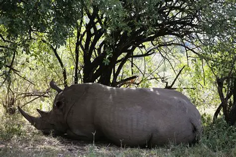 Borno: A Region of Resilience, Rebirth, and Unfolding Stories