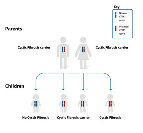 Both Cystic Fibrosis and Down Syndrome are Genetic Disorders